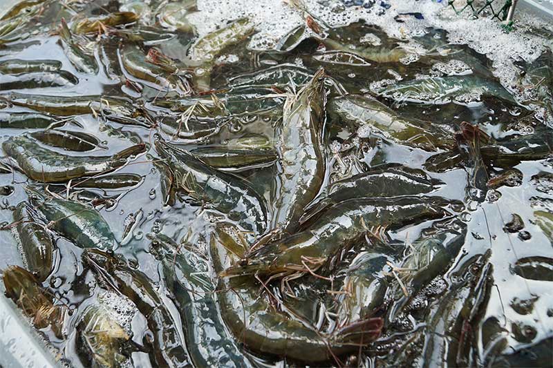 Dự báo nguồn cung tôm và triển vọng thả nuôi vào quý 3/2026