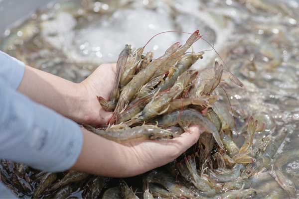 Thách thức lớn nhất của truy xuất nguồn gốc