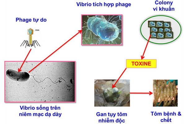 Bệnh tôm chết sớm (EMS) - ngăn ngừa và điều trị