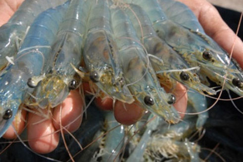 Nuôi tôm bằng chế phẩm sinh học mang hiệu quả cao