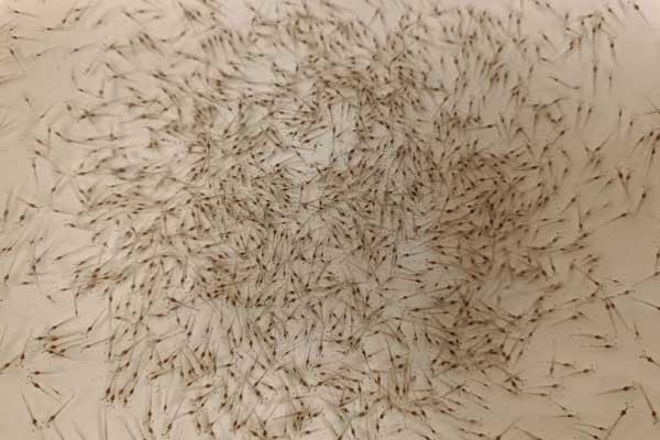 Ảnh hưởng của dinh dưỡng đến tỷ lệ sống của tôm giống