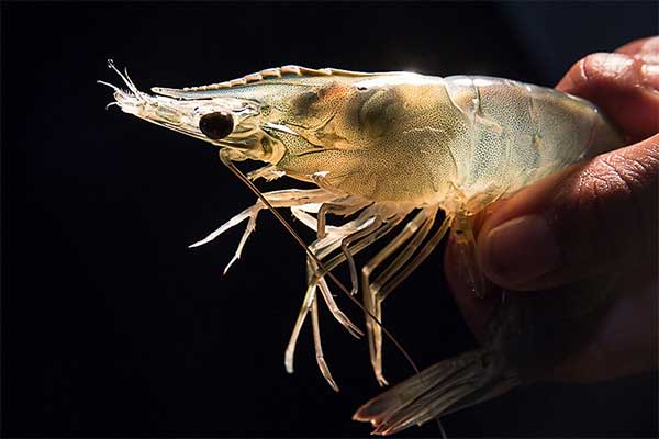 Ảnh hưởng từ sự dao động pH tưởng chừng vô hại đến gan tụy tôm