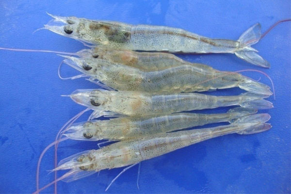Bệnh gan tụy cấp tính