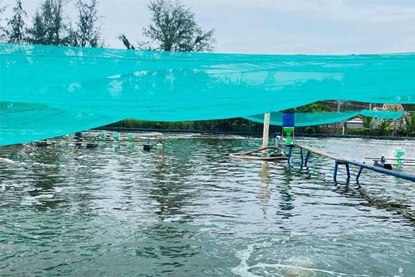 Các biện pháp phòng, trị bệnh thủy sản nuôi trong mùa mưa bão