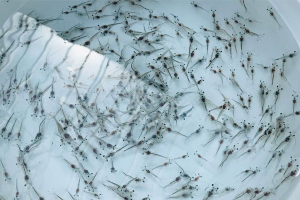 Các đặc điểm cần lưu ý khi chọn tôm giống