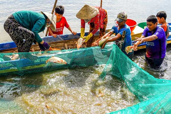Cách kéo lưới thu hoạch không làm đục bùn, tránh tôm cá bị đen mang