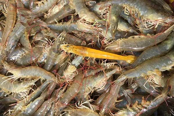Cách phân biệt tôm nuôi và tôm tự nhiên
