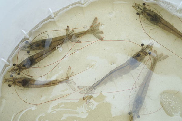 Cách tôm phản ứng với môi trường xấu