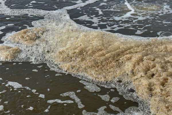 Cách xử lý khí độc ao nuôi tôm