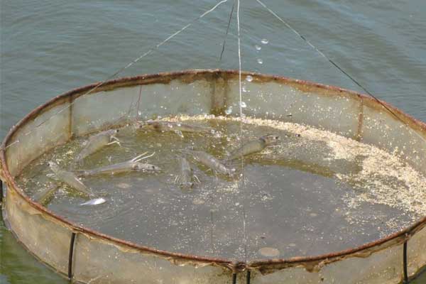 Công thức cải thiện FCR nuôi tôm - Bí quyết nằm ở kỹ thuật cho ăn