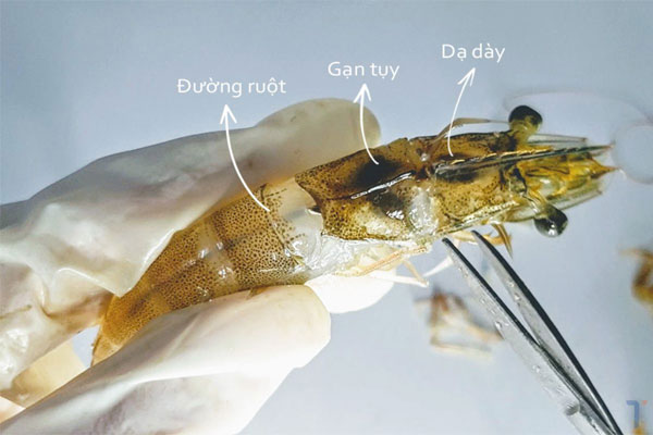 Đánh giá sức khỏe tôm thẻ trong ao qua cơ quan tiêu hóa