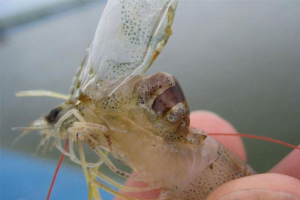 Gan tôm như thế nào là chuẩn