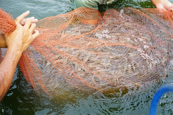 Giá tôm thẻ tăng vọt, người nuôi ở Đồng Nai phấn khởi