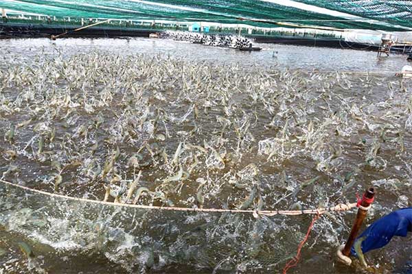 Hiện tượng tôm ăn thịt lẫn nhau trong ao nuôi thâm canh