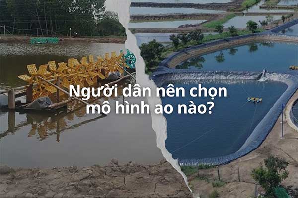 Khác biệt giữa ao tôm lót bạt và ao nuôi tôm truyền thống: Nên chọn mô hình nào?