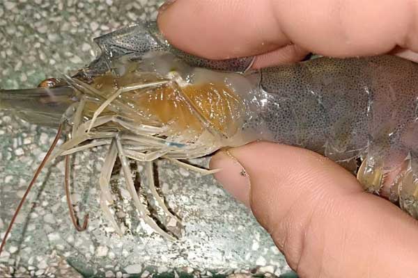 Kiểm soát bệnh vàng mang trên tôm