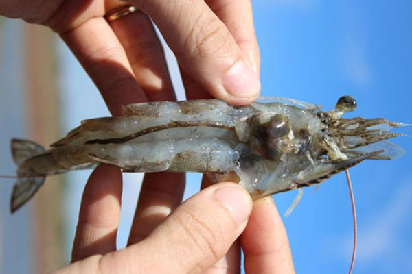 Kinh nghiệm phân biệt và xử lý bệnh gan tụy và đường ruột ở tôm