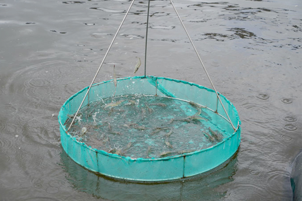 Kinh nghiệm sử dụng sàng ăn trong nuôi tôm