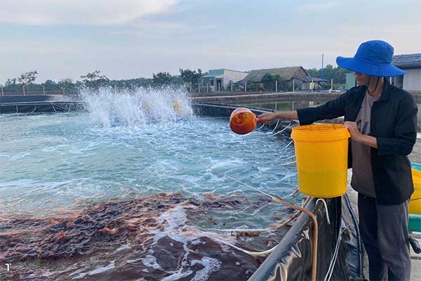 Lộ trình sử dụng thức ăn hiệu quả cho tôm