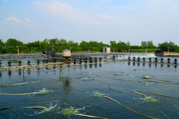 Mật độ thả giống tối ưu cho từng loại hình nuôi tôm