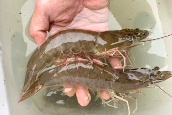 Một số cải tiến kỹ thuật trong nuôi tôm thẻ chân trắng ao đất