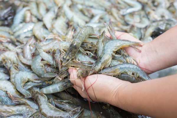 Ngành nuôi tôm Việt Nam trong bối cảnh biến đổi khí hậu