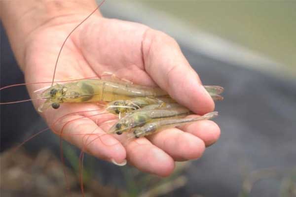 Người nuôi cần làm gì để kiểm soát bệnh EHP hiệu quả