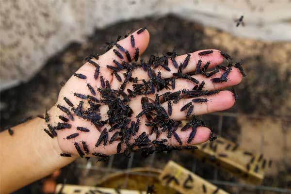 Nguồn protein mới thức ăn nuôi tôm