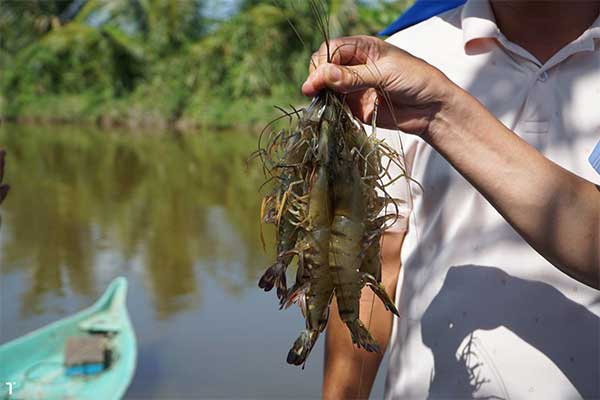 Những điều cần biết khi nuôi tôm quảng canh và quảng canh cải tiến