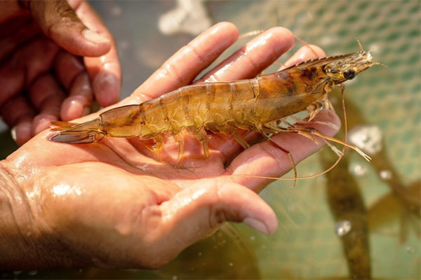 Phân biệt tôm yếu gan, teo gan và hoại tử