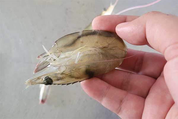 Phòng ngừa và xử lý bệnh mềm vỏ ở tôm nuôi