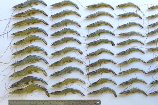 phong-tri-vi-bao-tu-trung-ehp