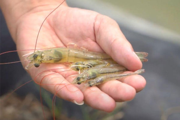 Phòng trị vi bào tử trùng EHP