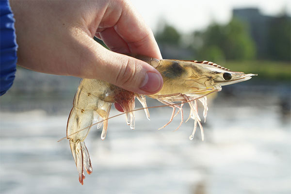 Sử dụng rong biển và cá rô phi làm sạch nước ao nuôi tôm