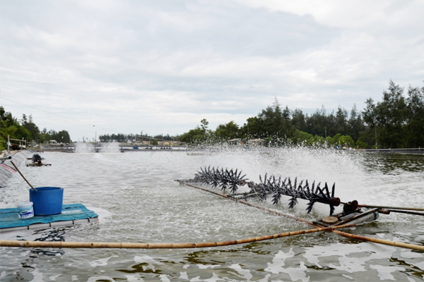 Tái sử dụng nước trong nuôi tôm có khả thi không