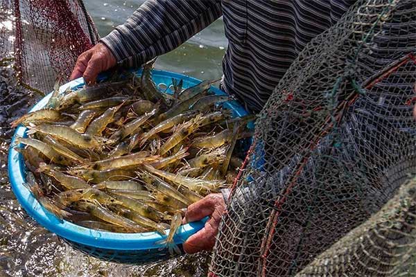 Thời tiết khắc nghiệt, tôm nuôi đối mặt nguy cơ thiệt hại