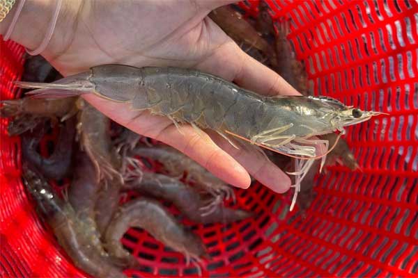 Nguyên nhân và cách điều trị tôm đang trong ao bị thối đuôi