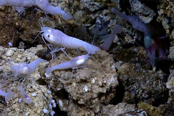 Vì sao tôm có thể sống gần miệng núi lửa 450°C nhưng lại chết khi bị nấu ở 50°C