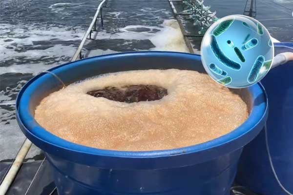 Vi sinh xử lý đáy: Giải pháp kiểm soát NH₃, NO₂ và H₂S cho ao nuôi bền vững