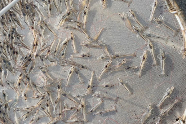 Xác định khẩu phần ăn phù hợp theo giai đoạn phát triển của tôm