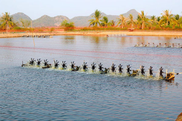 Xác định khung giờ tôm ăn mạnh nhất để giảm hệ số FCR