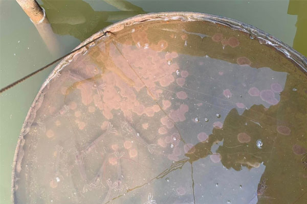 Xử lý nấm đồng tiền trên ao bạt